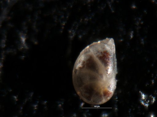 Robulus ligatus Israelsky, 1955