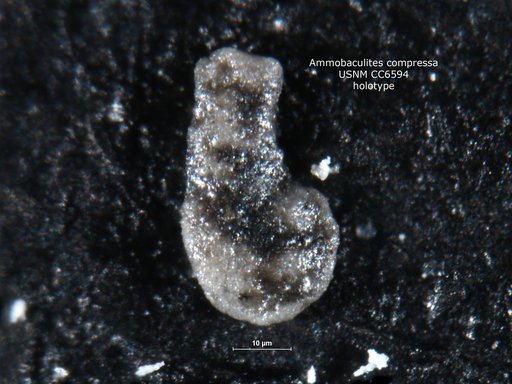 Ammobaculites compressa Cushman & Waters, 1927