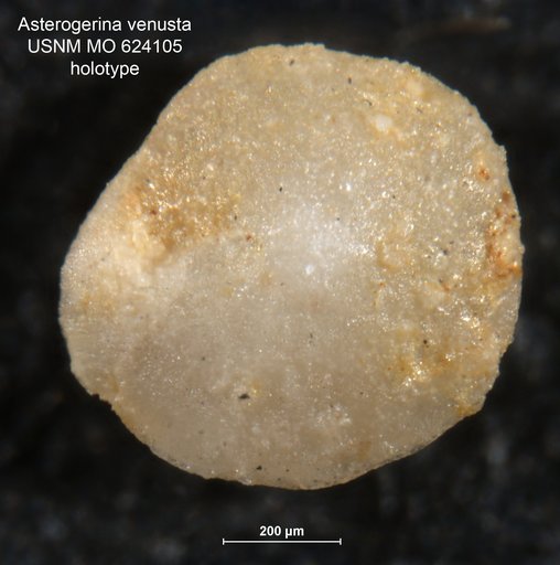 Asterigerina venusta Todd, 1957