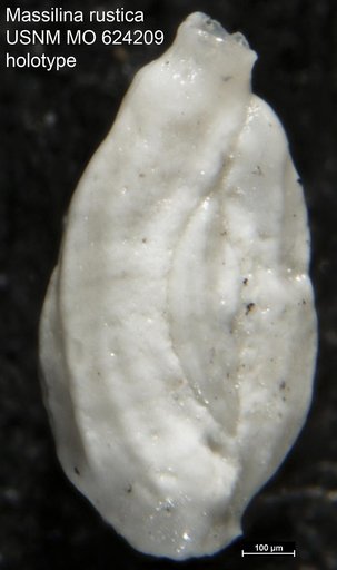 Massilina rustica Todd, 1957
