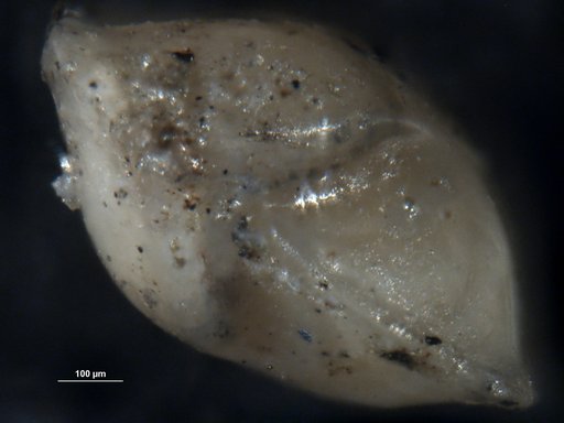 Robulus holcombensis Rau, 1951