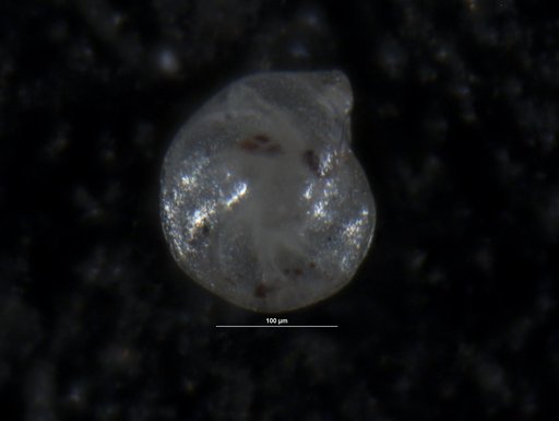 Robulus jocosus Israelsky, 1955