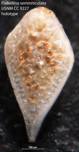 Flabellina semireticulata Cushman & Jarvis, 1928