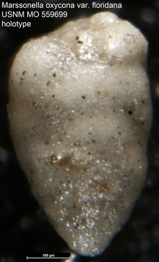 Marssonella oxycona var. floridana Applin & Jordan, 1945