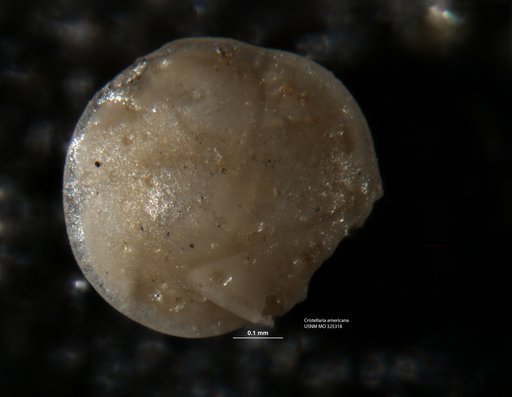 Cristellaria americana Cushman, 1918