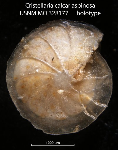 Cristellaria calcar var. aspinosa Cushman, 1919
