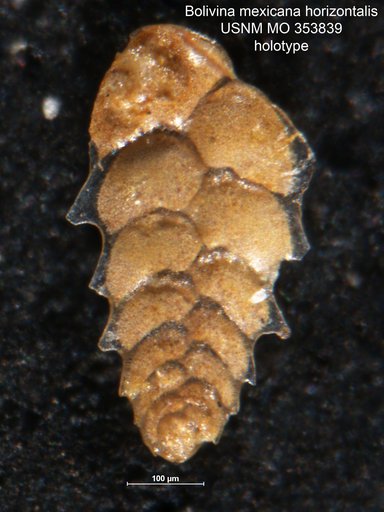 Bolivina mexicana var. horizontalis Cushman, 1926