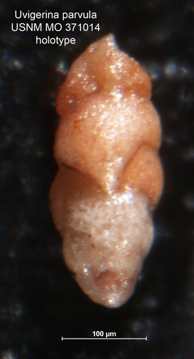 Uvigerina parvula Cushman & Thomas, 1929