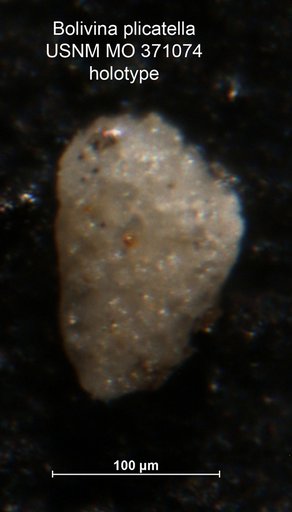 Bolivina plicatella Cushman, 1930
