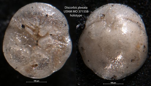 Discorbis alveata Cushman, 1933