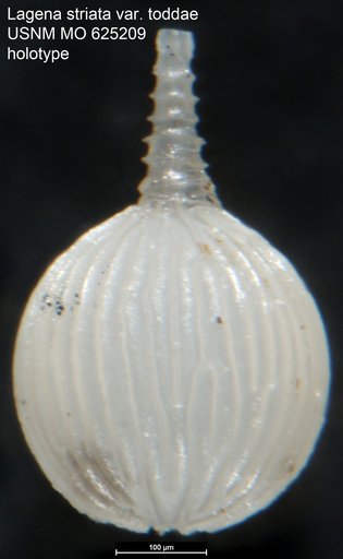 Lagena striata var. toddae Leroy, 1964