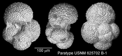 Globigerina praebulloides Blow, 1959
