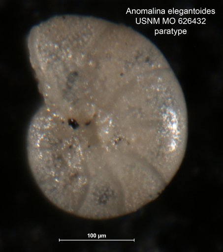 Anomalina elegantoides Camacho, 1954
