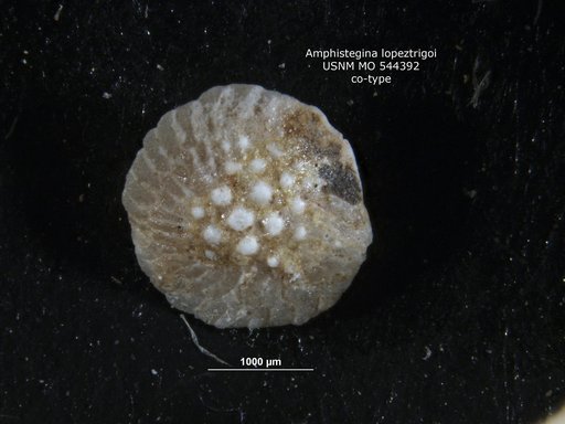 Amphistegina lopeztrigoi Palmer, 1934