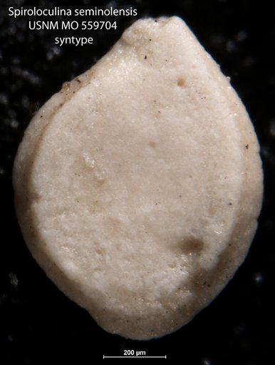 Spiroloculina seminolensis Applin & Jordan, 1945