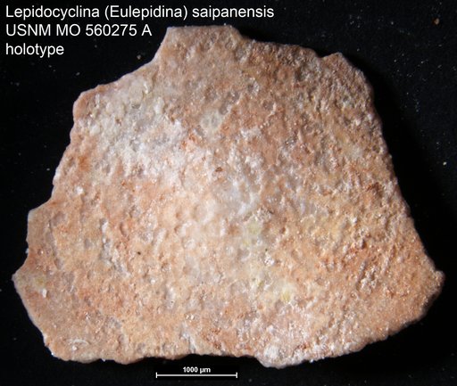 Lepidocyclina (Eulepidina) saipanensis Cole, 1953