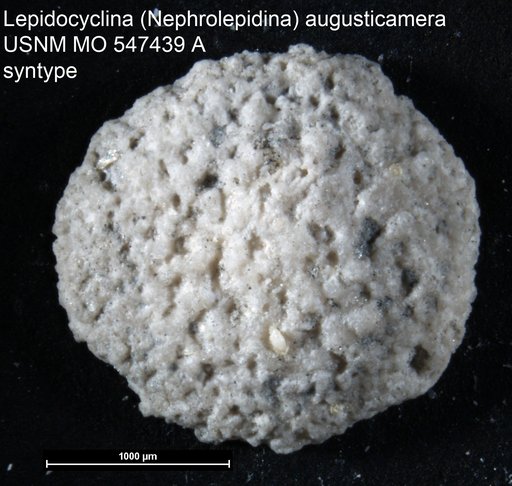 Lepidocyclina (Nephrolepidina) augusticamera Cole, 1954