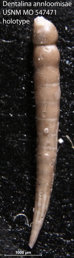 Dentalina annloomisae McLean, 1951