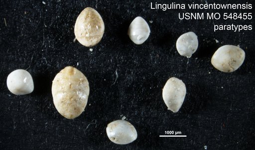 Lingulina vincentownensis McLean, 1952