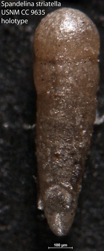 Spandelina (Spandelinoides) striatella Cushman & Waters, 1928