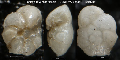 Pararotalia yonabaruensis LeRoy, 1964