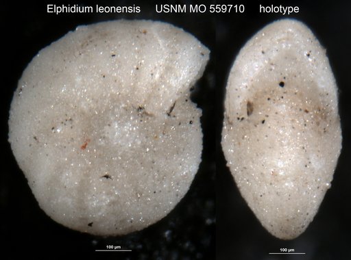 Elphidium leonensis Applin & Jordan, 1945
