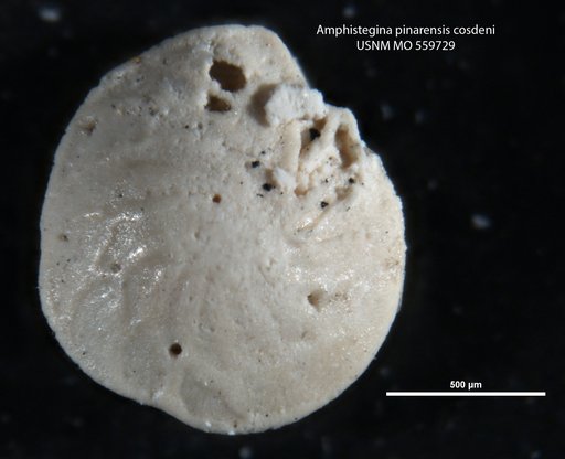 Amphistegina pinarensis var. cosdeni Applin & Jordan, 1945