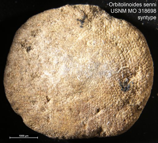 Orbitolinoides senni Vaughan, 1945