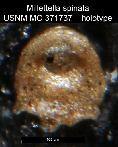 Millettella spinata Cushman & Cahill, 1933