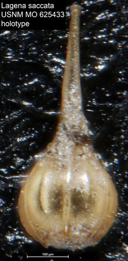 Lagena saccata Todd, 1957