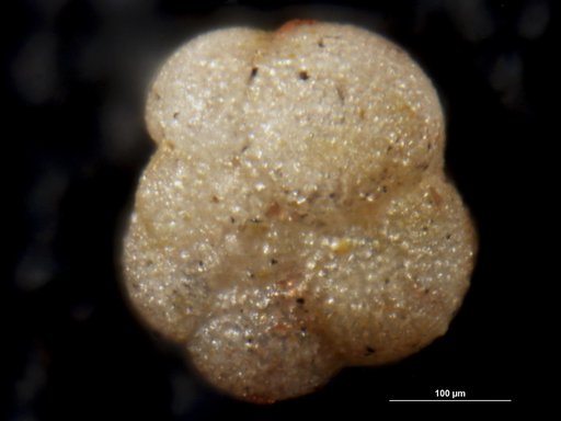 Globorotalia (Turborotalia) acostaensis Blow, 1959