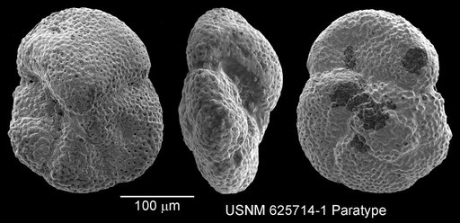 Globorotalia scitula praescitula Blow, 1959