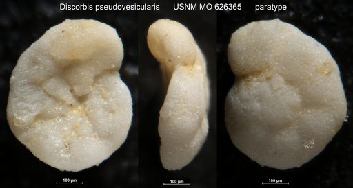 Discorbis pseudovesicularis Haque, 1962