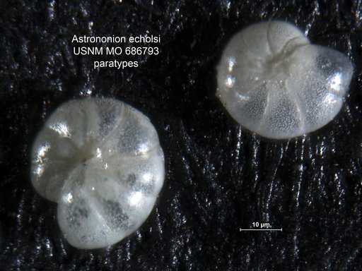 Astrononion echolsi Kennett, 1967