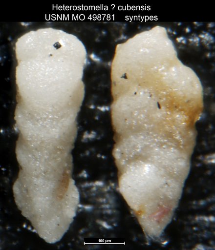 Heterostomella ? cubensis Palmer & Bermudez, 1936