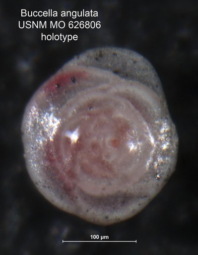 Buccella angulata Uchio, 1960