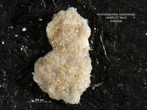 Ammobaculites suttonensis Cushman & Waters, 1928