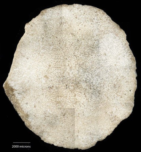 Lepidocyclina hilli Cushman, 1920