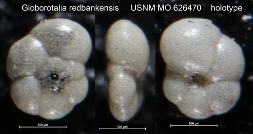 Globorotalia redbankensis Olsson, 1960
