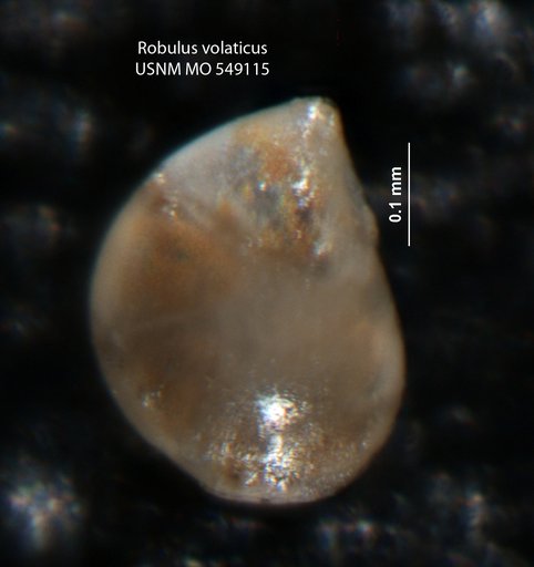 Robulus volaticus Israelsky, 1955