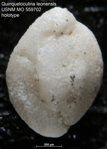 Quinqueloculina leonensis Applin & Jordan, 1945