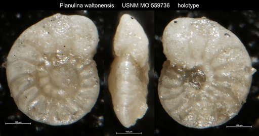 Planulina waltonensis (Applin & Jordan, 1945)