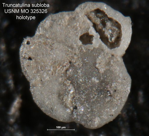 Truncatulina subloba Cushman, 1918