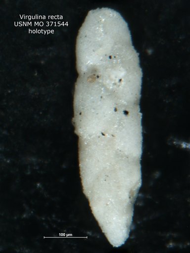 Virgulina recta Cushman, 1933