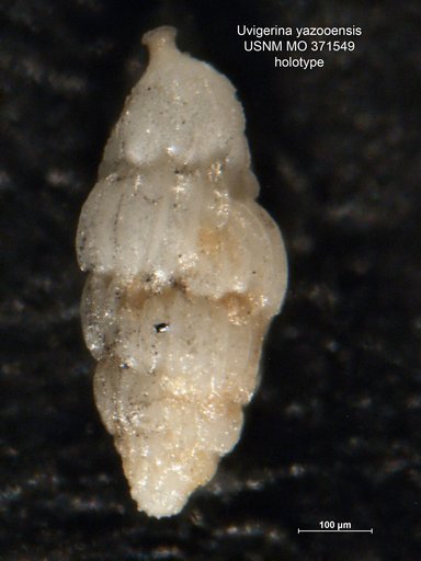 Uvigerina yazooensis Cushman, 1933
