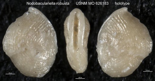 Nodobaculariella robusta Todd & Low, 1960
