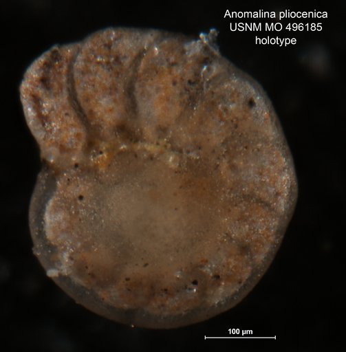 Anomalina pliocenica Natland, 1938