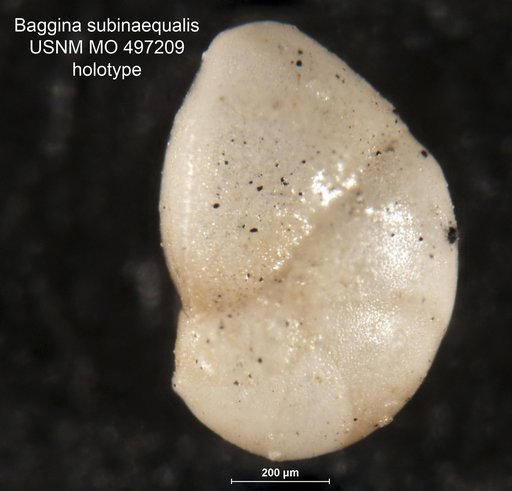 Baggina subinaequalis Kleinpell, 1938
