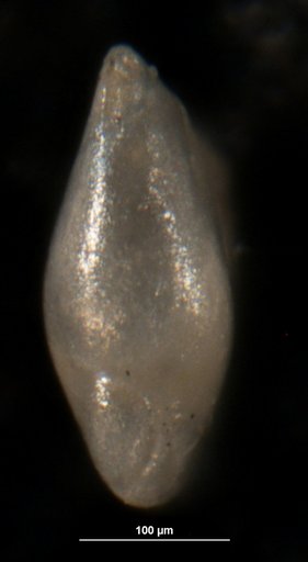 Robulus projectus Israelsky, 1955