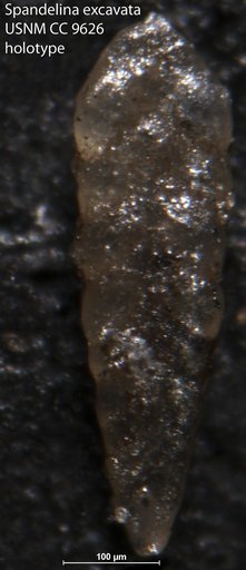 Spandelina excavata Cushman & Waters, 1928